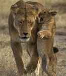 lioness with cub talking in her ear