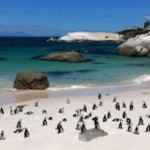 boulders-beach-african-penguins.