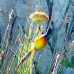 Tafelberg Wanderungen sunbird