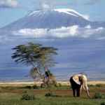 Elephant vor dem Kilimanjaro
