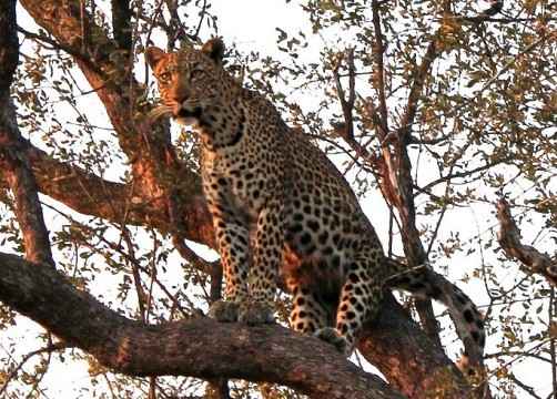 leopard-kruger-park