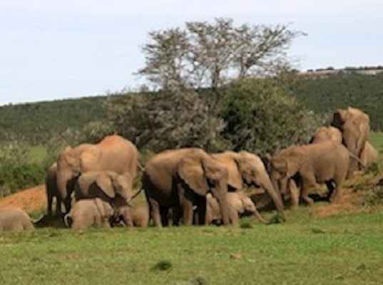 elephants-addo-park