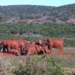 Garden Route Tour und Safari Addo_elephants_mud-hole