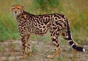 beautiful-cheetah-irina-afrika-safaris