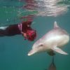 Schwimmen with Delfinen
