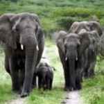 Elefantenherde Addo Park
