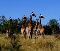 Safari-Eastern-Cape_giraffen-herde