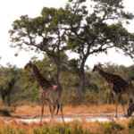 giraffes-umlani-waterhole