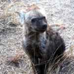 hyena cub