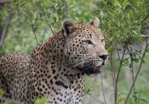 Kruger Park Safari leopard