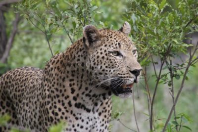 Kruger Park Safari leopard