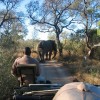 Pitschfahrt im offenen Safari Fahrzeug