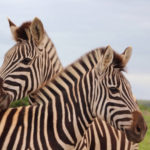 Addo Elefanten Nationalpark Safari zwei zebras