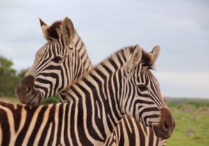 zwei zebras