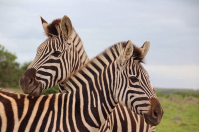 zwei zebras