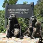 baboons-are-dangerous-Cape Point