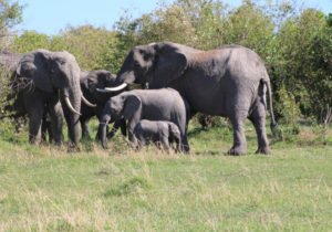 elephant family_Addo