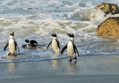Kap-Halbinsel pinguine boulders beach