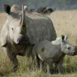 rhino-with-cub