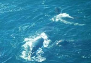 Luftaufnahme Wale in Hermanus
