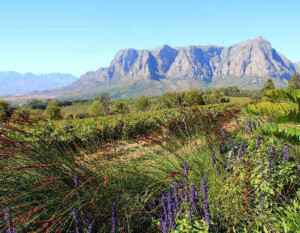 Tagestour Kap Weinregion