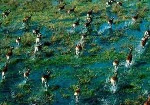 okavango-delta-safari