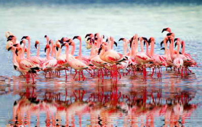 Flamingos-walvis bay