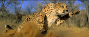 Gepard beim jagen