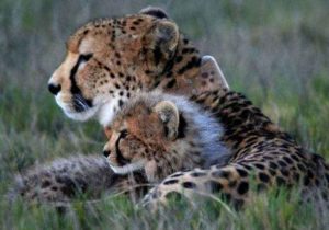 cheetah-mother-cub