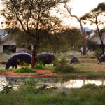 erindi-self-catering-chalets-hippos