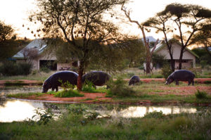 erindi-self-catering-chalets-hippos