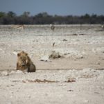 lion etosha national park