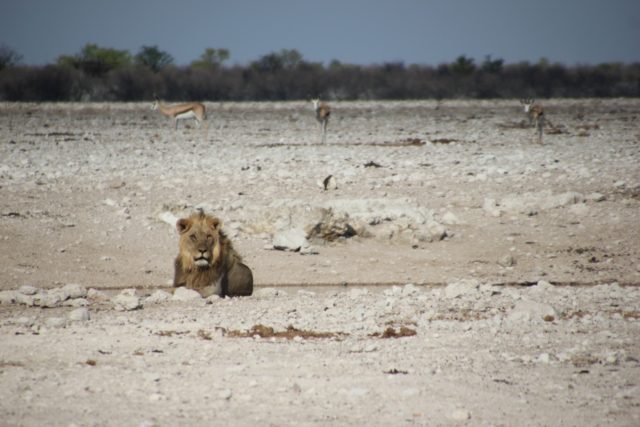 lion etosha national park