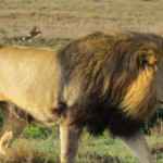 lion-with-bird-garden-route-safari