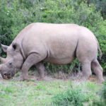 rhino addo elephant park