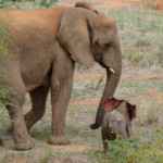 garden route reise Addo Elefanten Nationalpark Safari