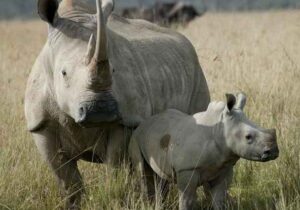 rhino-with-cub