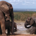 Addo Elefanten Nationalpark Safari Elefanten am Wasserloch