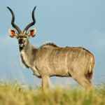 Kudu Antilope