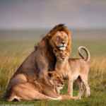 lion-male-cubs