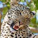 big cat sanctuary leopard