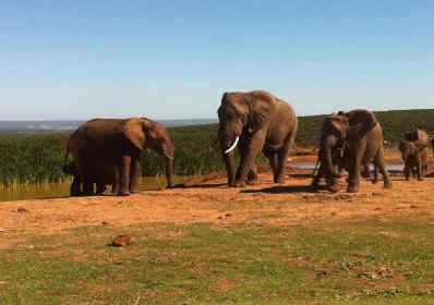 südafrika selbstfahrer rundreise elefanten