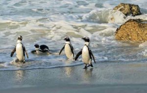 Wale & Pinguine Tagestour afrikanische pinguine