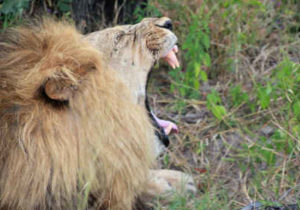Garden Route Tour Big 5 Safari - yawning lion