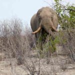 elephant close up