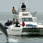 Dolphin Cruise Delfin springt aus dem Wasser