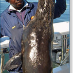 Dolphin Cruise Walvis Bay seal on board