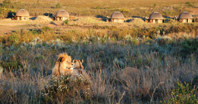 Kwena Lodge chalets löwe