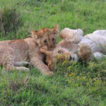 lion cubs playing garden route safari