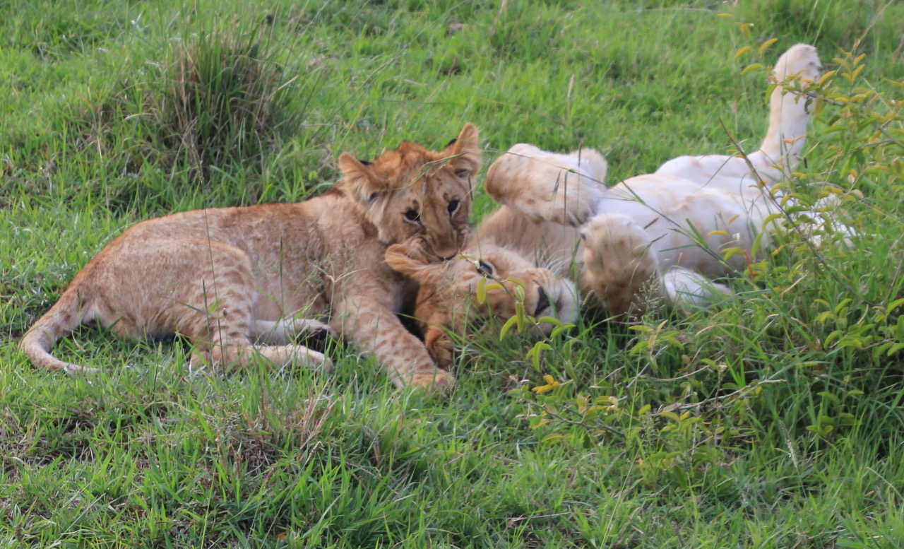 lion and safari park durban